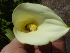 Zantedeschia albomaculata