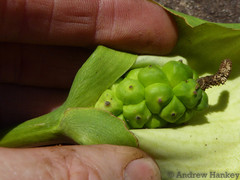Zantedeschia albomaculata