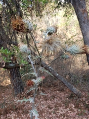 Cirsium anartiolepis