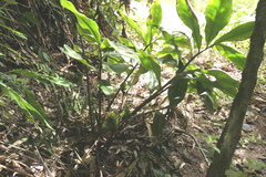 Costus guanaiensis