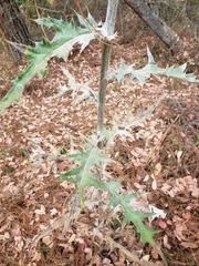 Cirsium anartiolepis
