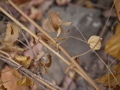 Ventilago denticulata
