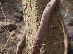 Ventilago denticulata