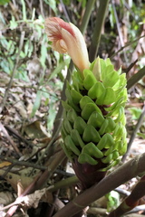 Costus guanaiensis