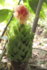 Costus guanaiensis