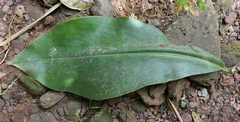 Costus guanaiensis