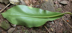 Costus guanaiensis