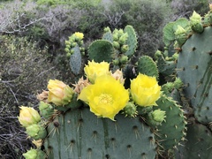 Opuntia alta