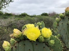 Opuntia alta