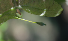 Andricus chinquapin