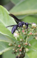 Allorhynchium chinense