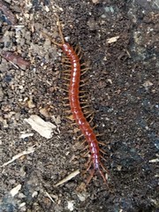 Scolopocryptops spinicaudus