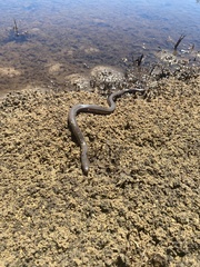 Farancia erytrogramma