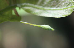 Andricus chinquapin