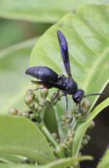 Allorhynchium chinense
