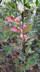 Kielmeyera rubriflora