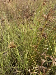 Cyperus eragrostis