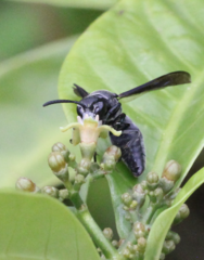 Allorhynchium chinense