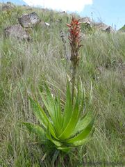 Aloe neilcrouchii
