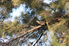 Melanerpes aurifrons