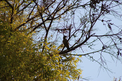 Melanerpes aurifrons