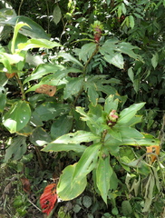 Costus guanaiensis