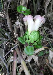 Costus guanaiensis