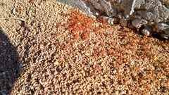 Pogonomyrmex occidentalis