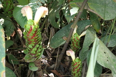 Costus guanaiensis