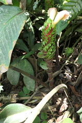 Costus guanaiensis