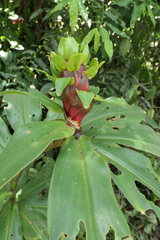 Costus guanaiensis