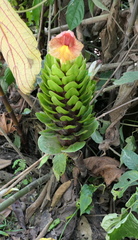Costus guanaiensis
