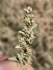 Atriplex pacifica