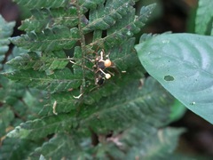 Ophiocordycipitaceae