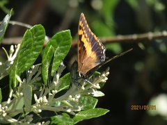 Charaxes pelias