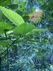 Palicourea guianensis