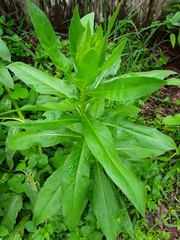 Plectocephalus americanus