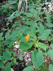 Impatiens capensis