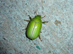 Pelidnota prasina