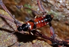 Zyras haworthi