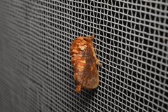 Demonarosa rufotessellata