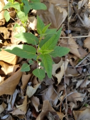 Monarda fistulosa