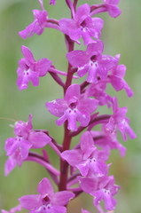 Orchis quadripunctata