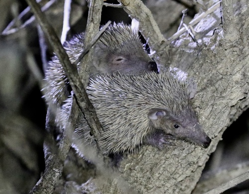 Lesser Hedgehog Tenrec
