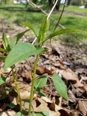 Monarda fistulosa