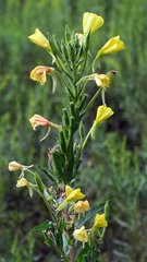 Oenothera rubricaulis
