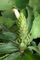 Costus guanaiensis tarmicus