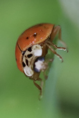 Harmonia axyridis