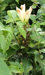 Costus guanaiensis tarmicus