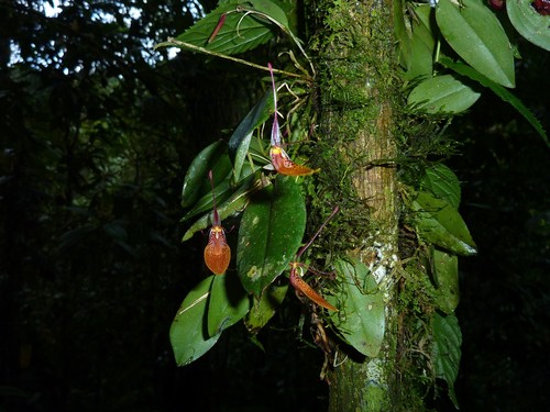 Restrepia elegans, photograph 2